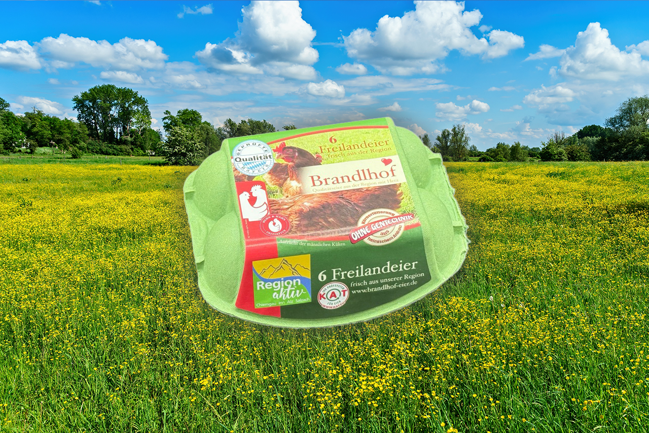 6 Eier aus Freilandhaltung